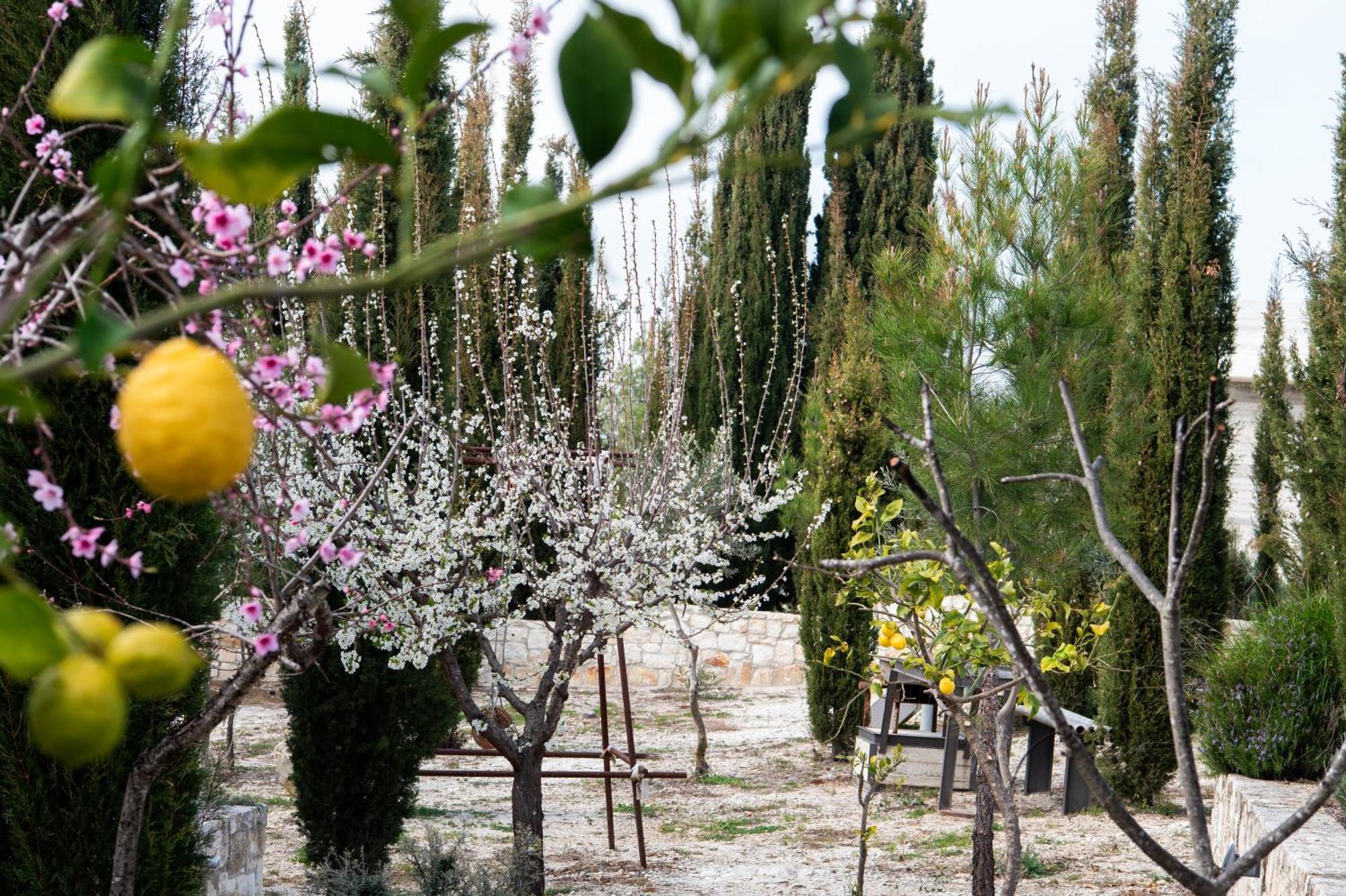 Villa Ayia Marina Kathikas Exterior foto